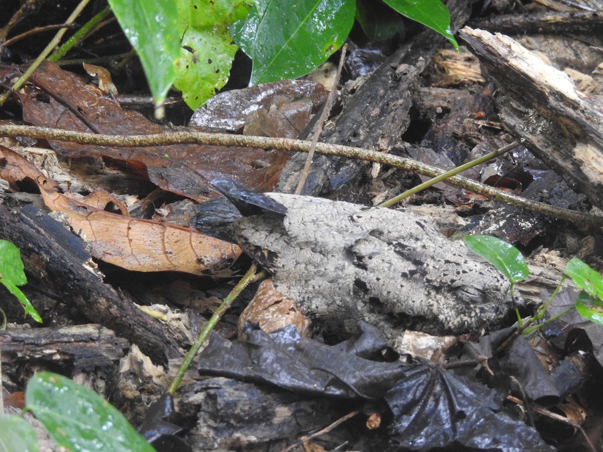 Solomons Nightjar - ML166361501