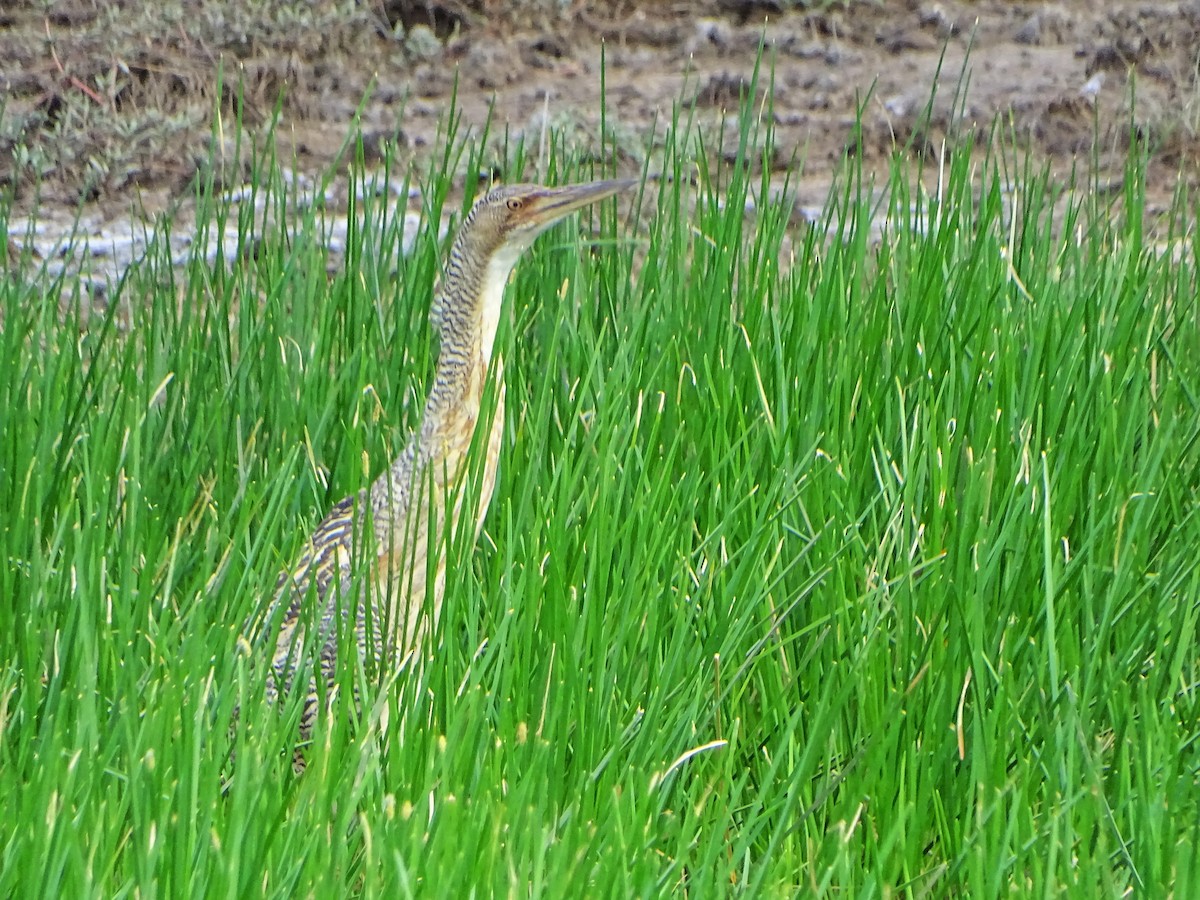 Pinnated Bittern - ML166361591