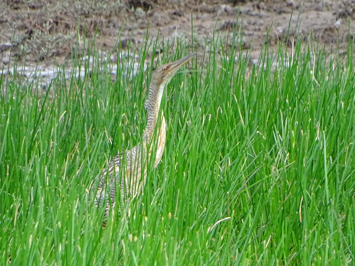 Pinnated Bittern - ML166361671