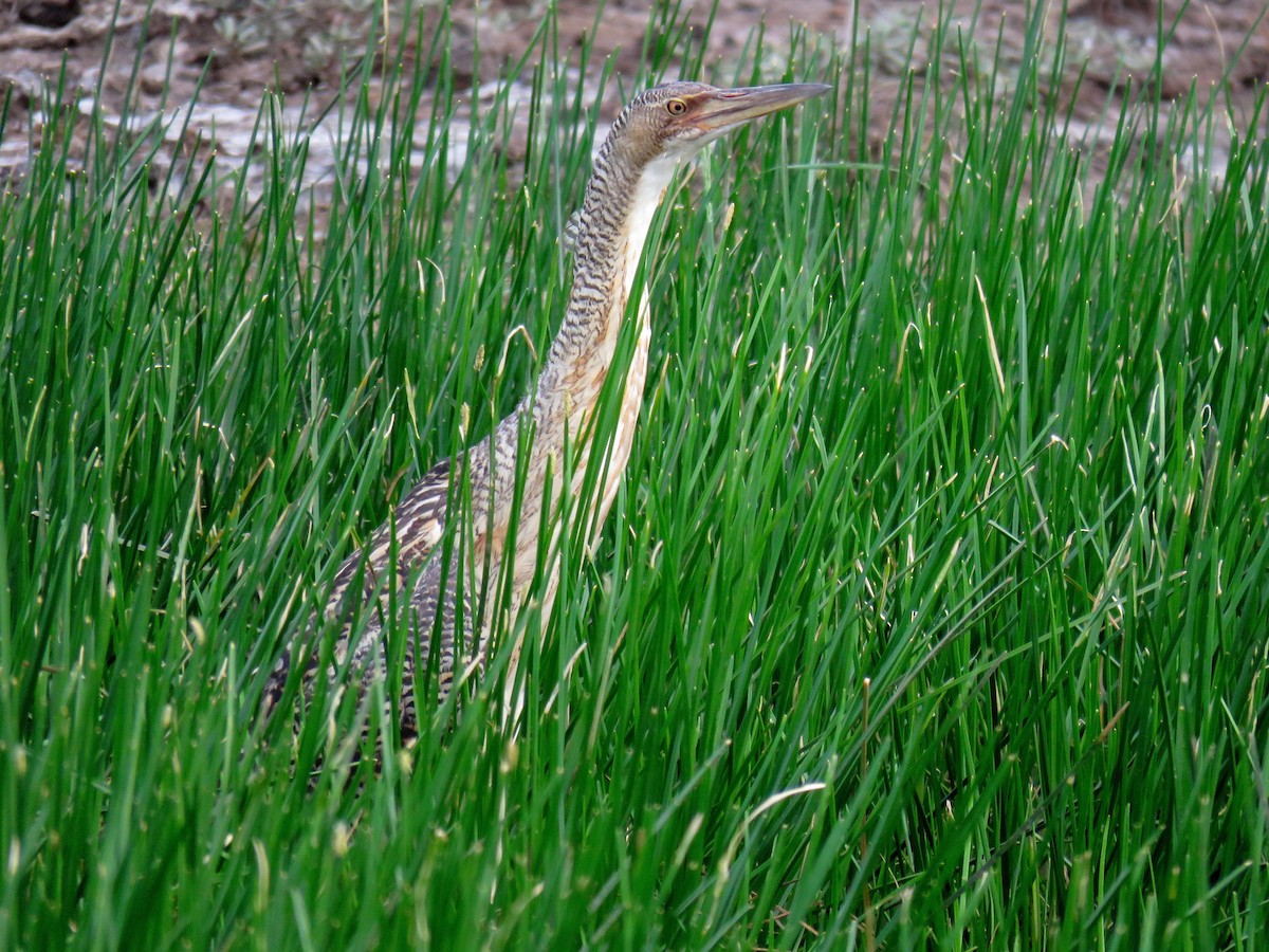 Pinnated Bittern - ML166362621