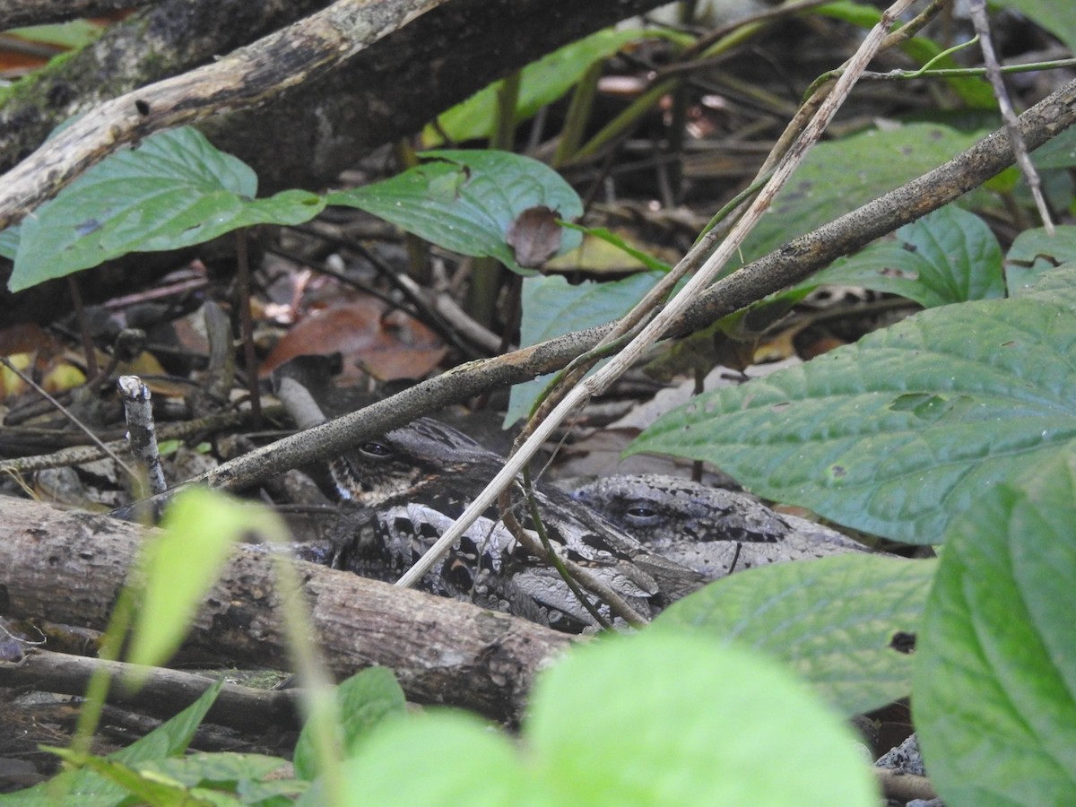 Solomons Nightjar - ML166362651