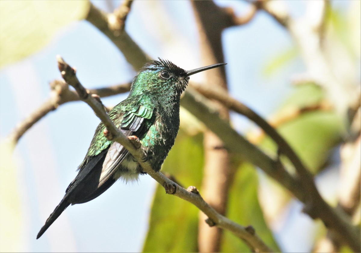 Violet-capped Woodnymph - ML166363001