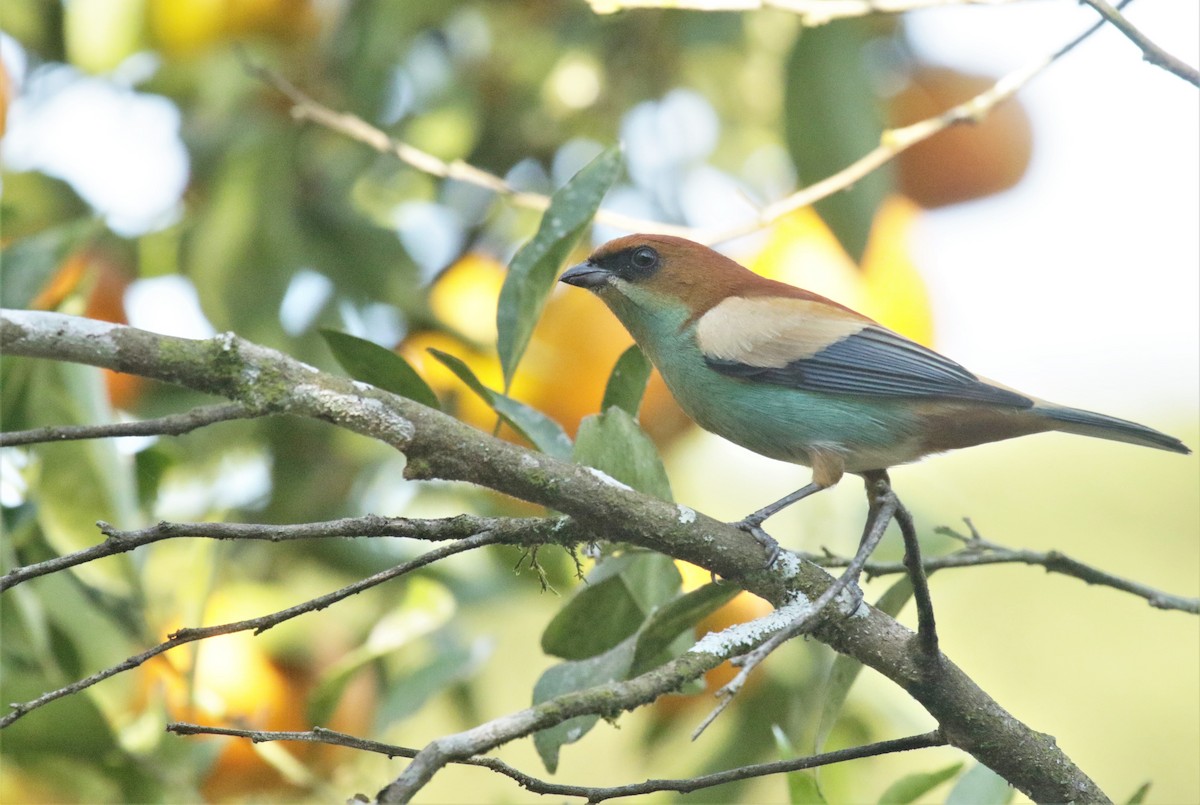 Chestnut-backed Tanager - Cláudio Jorge De Castro Filho