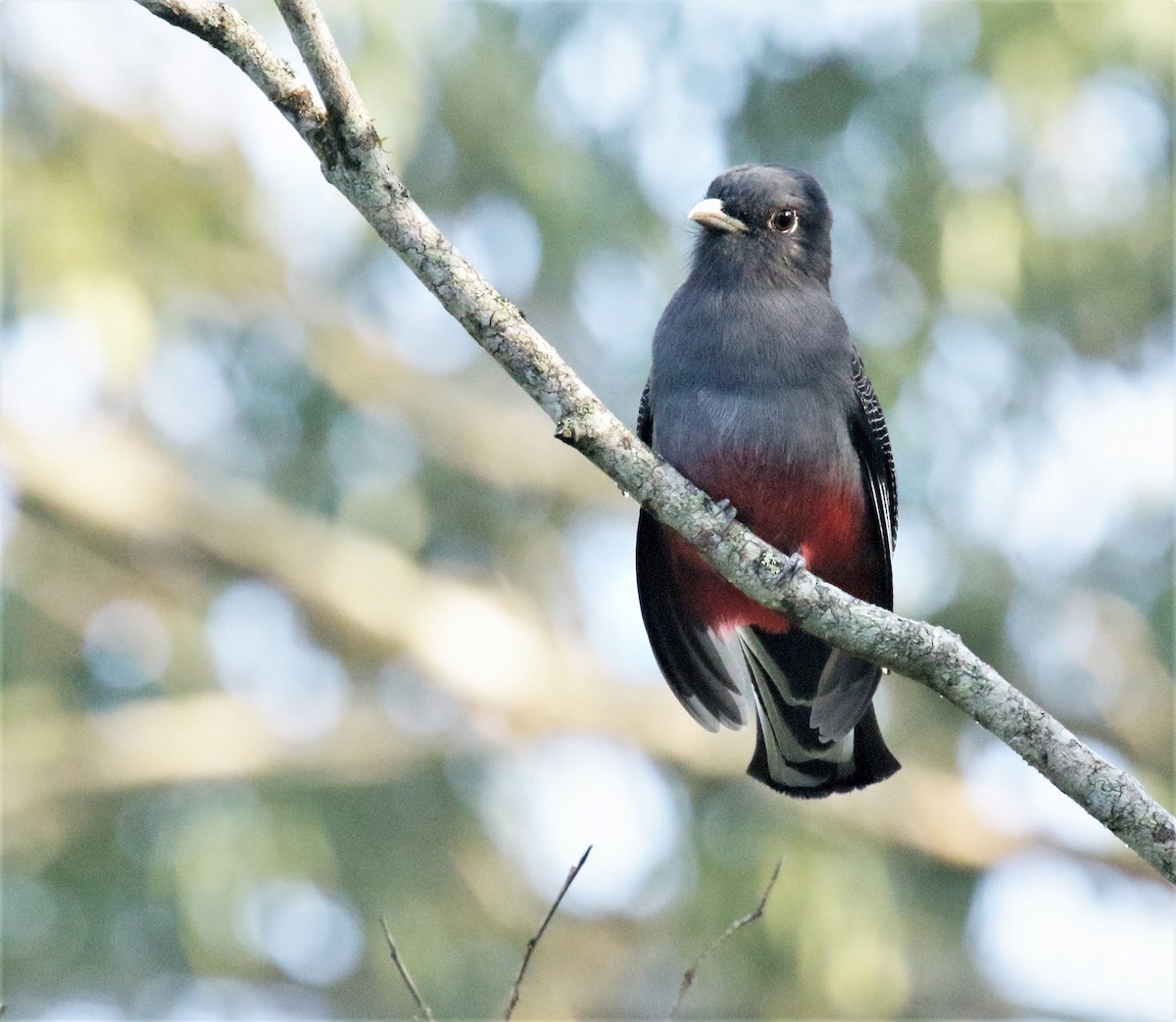 Trogon surucua - ML166363431