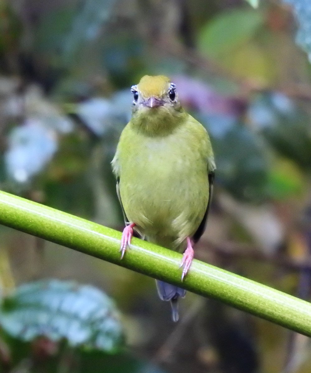 Swallow-tailed Manakin - Cláudio Jorge De Castro Filho