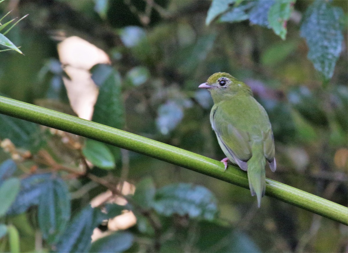 Swallow-tailed Manakin - ML166363481