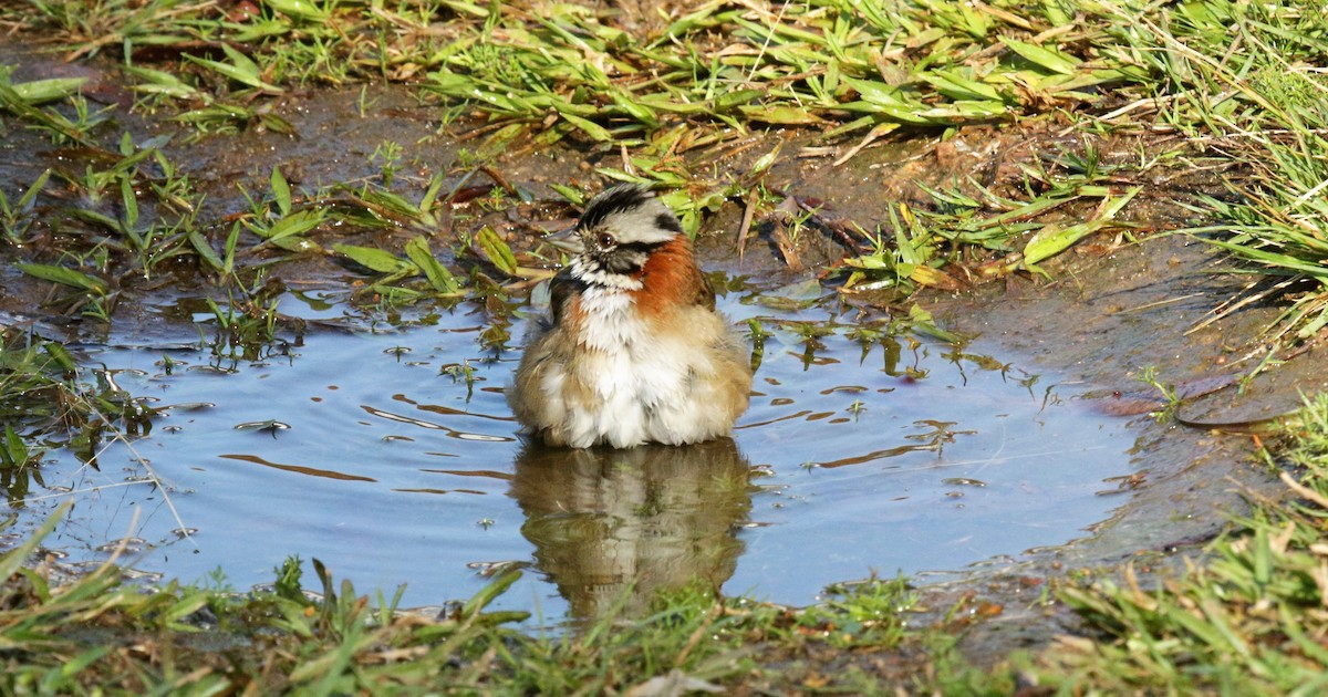 Rufous-collared Sparrow - Cláudio Jorge De Castro Filho