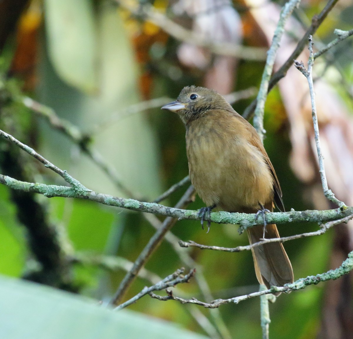 Ruby-crowned Tanager - Cláudio Jorge De Castro Filho