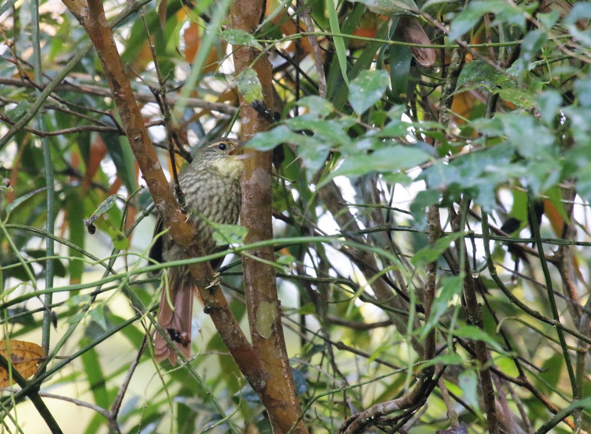 Buff-browed Foliage-gleaner - ML166363561