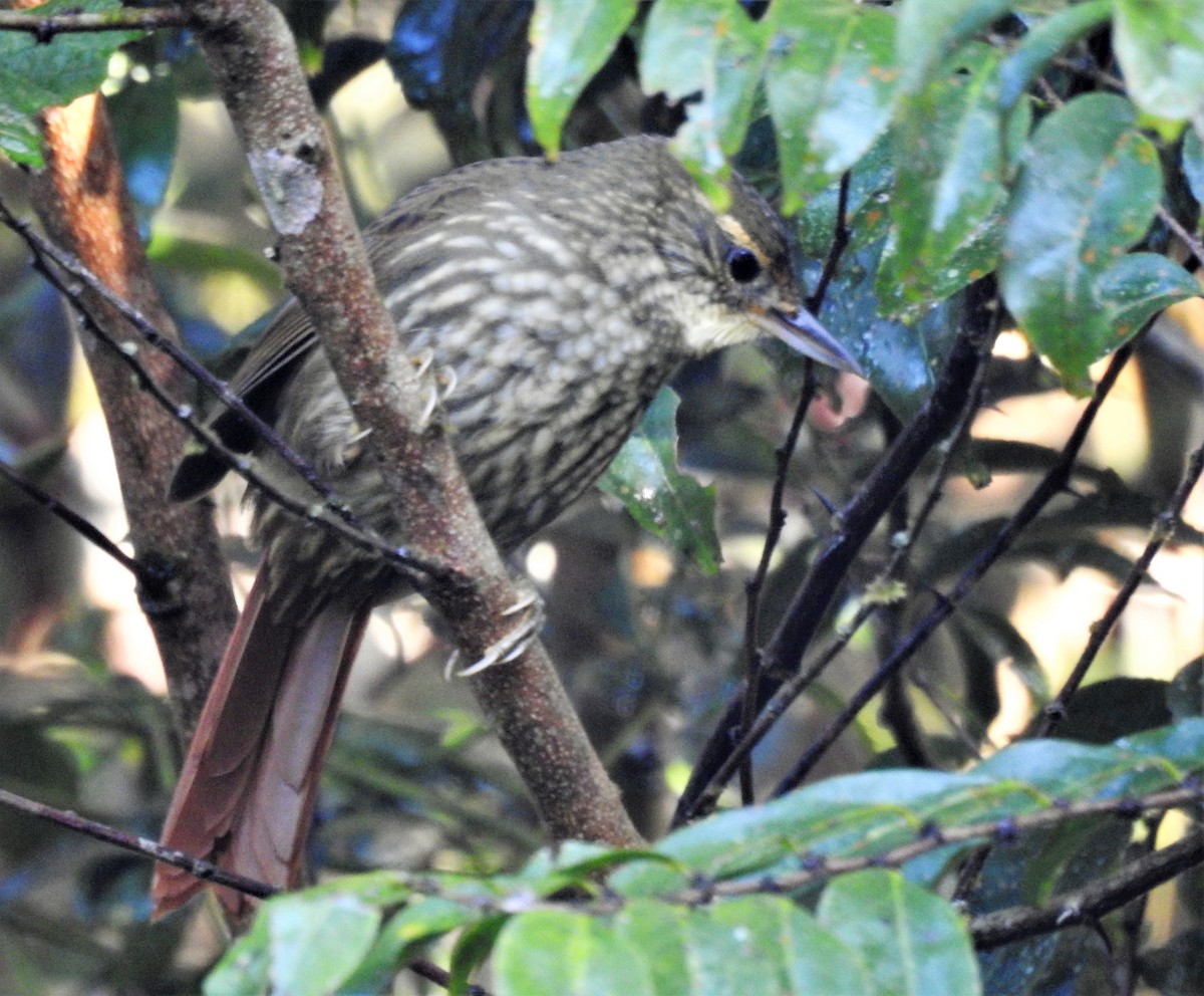 Buff-browed Foliage-gleaner - ML166363591