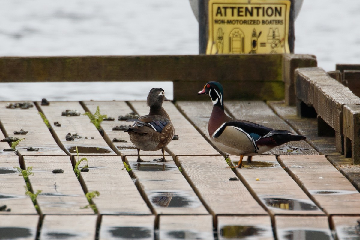 Wood Duck - Audrey Addison