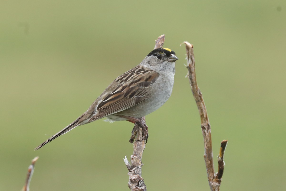 Golden-crowned Sparrow - Knut Hansen