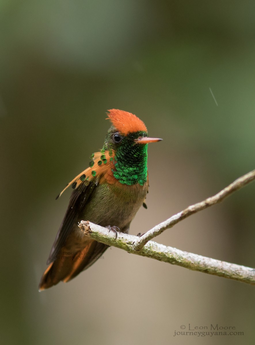 Tufted Coquette - ML166365621