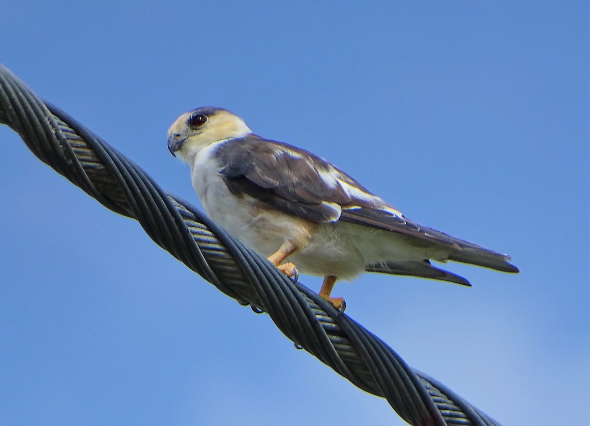 Pearl Kite - ML166366001