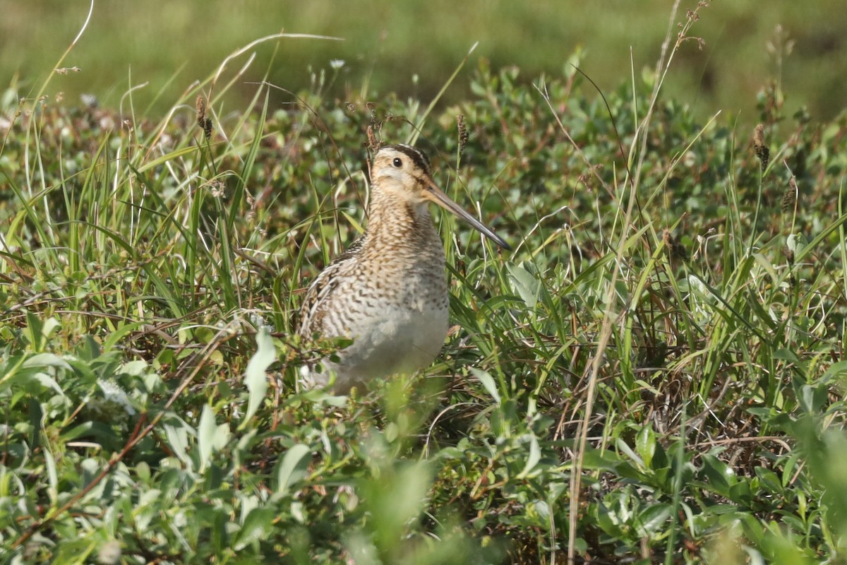 Wilson's Snipe - ML166366271
