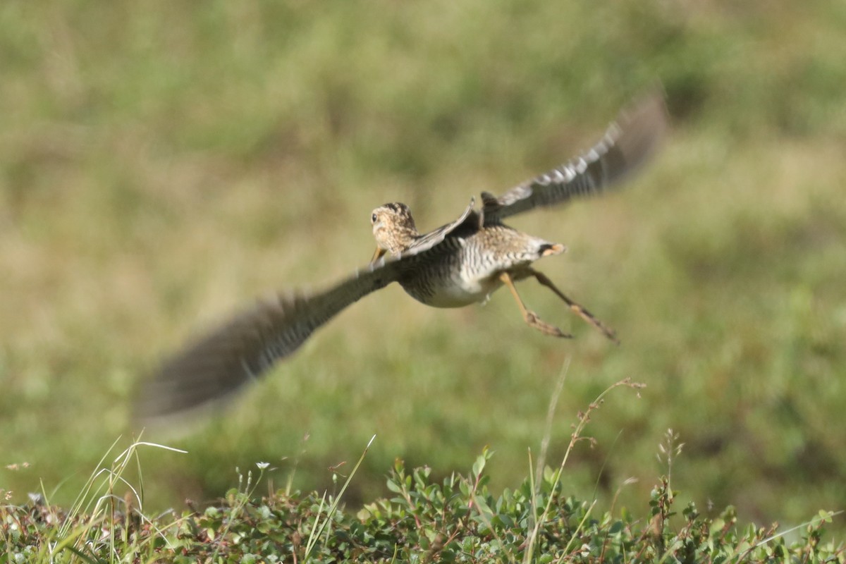 Wilson's Snipe - ML166366281