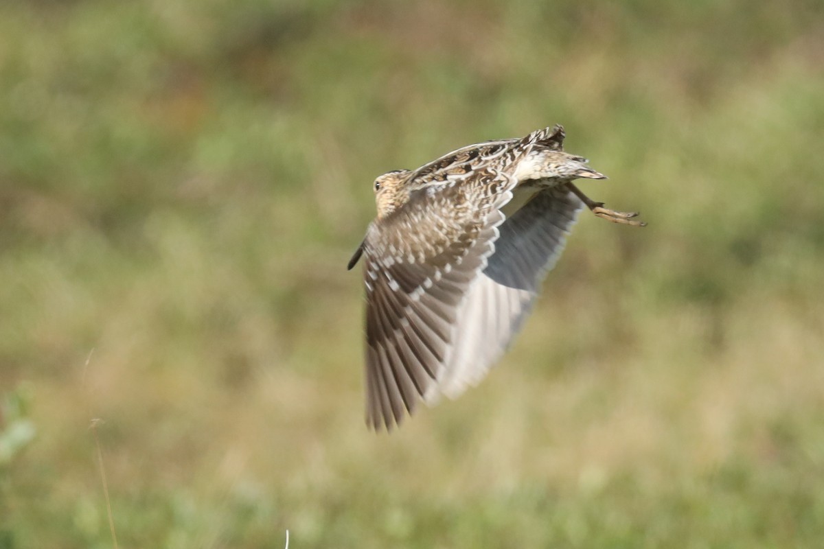 Wilson's Snipe - ML166366291