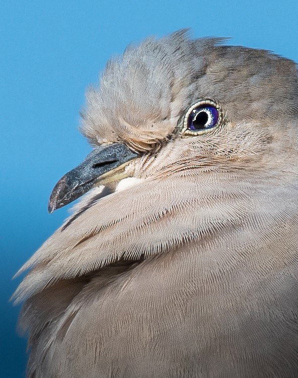 Picui Ground Dove - Giovan Alex