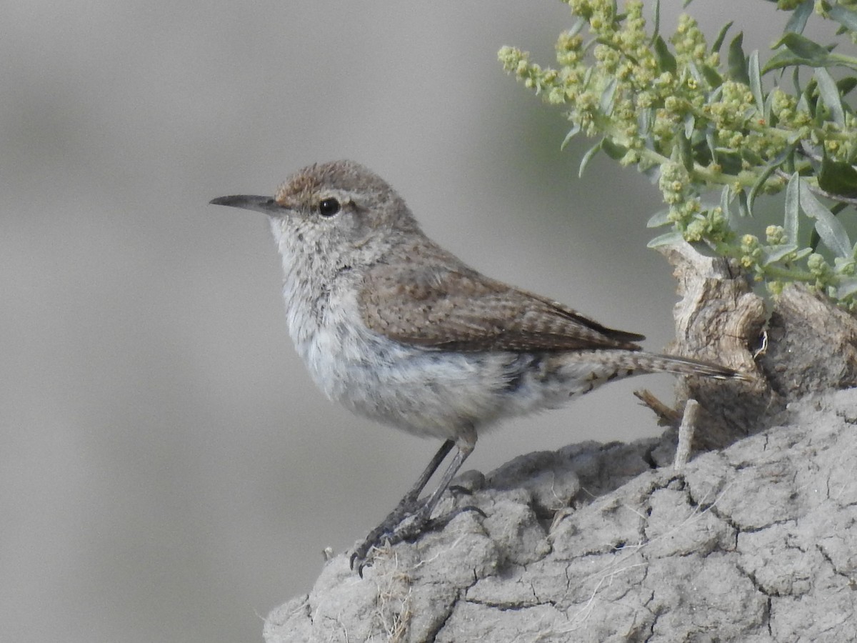 Rock Wren - Matthew Spoor
