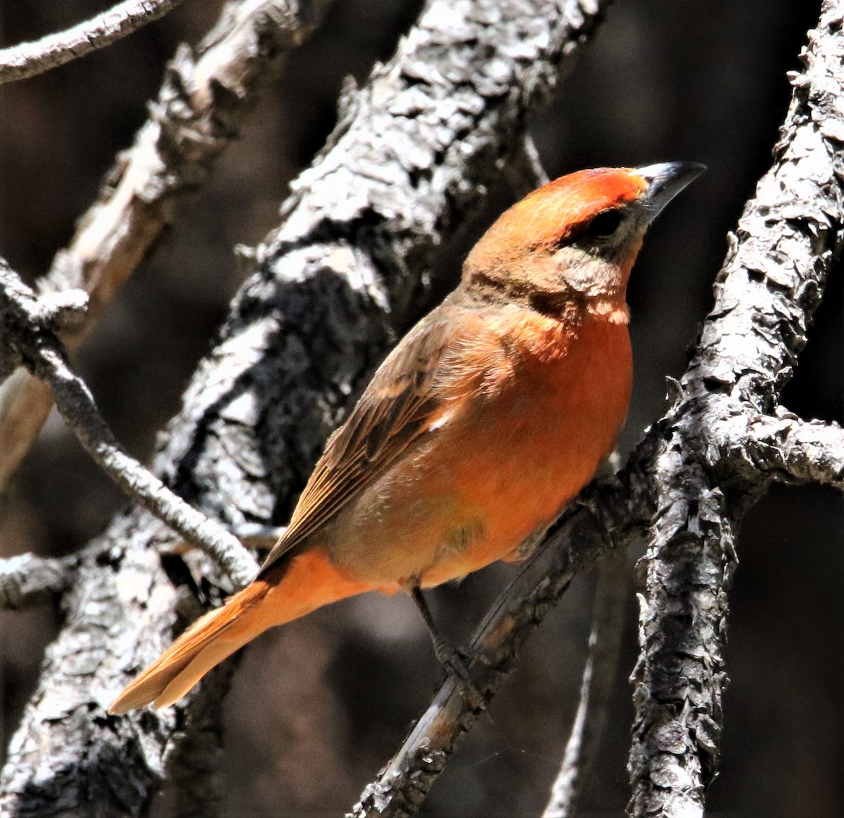 Hepatic Tanager - ML166367851