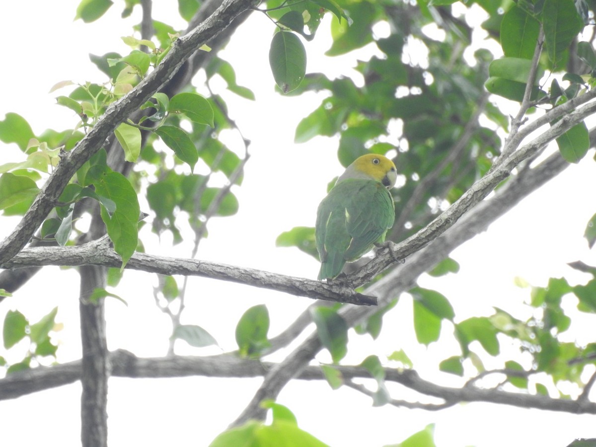 Желтоголовый жоффруа - ML166371721