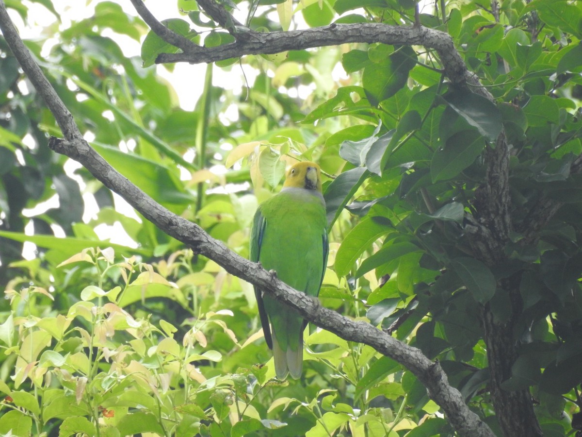 Желтоголовый жоффруа - ML166371731