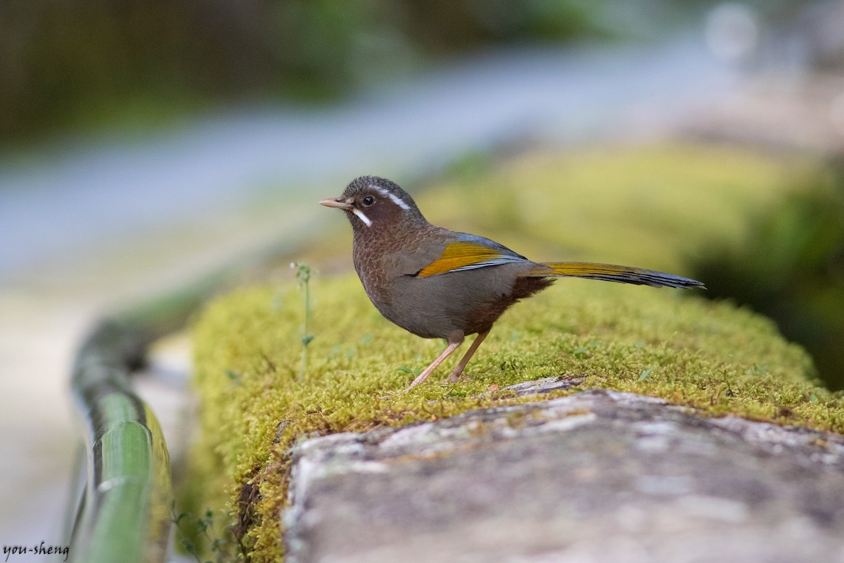 White-whiskered Laughingthrush - ML166372021