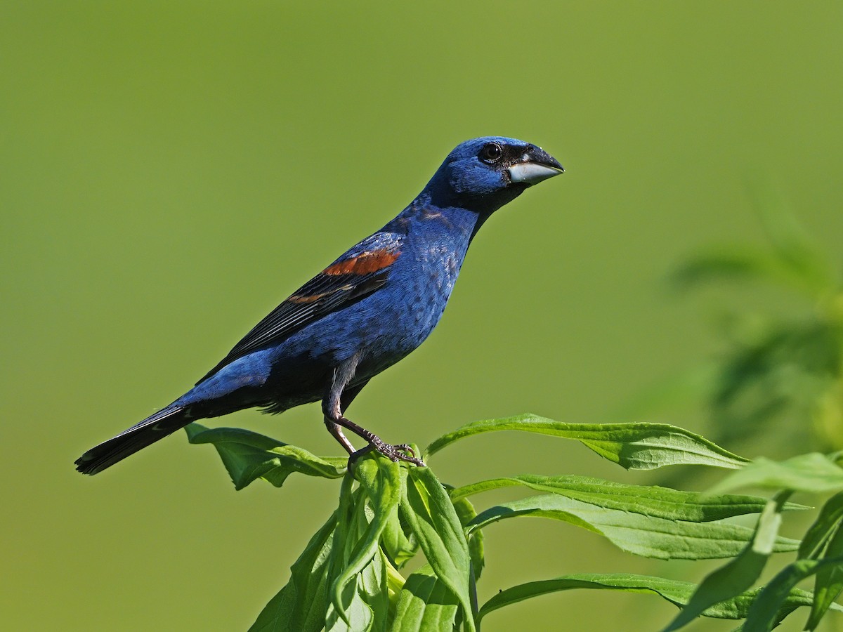 Blue Grosbeak - Gary Mueller
