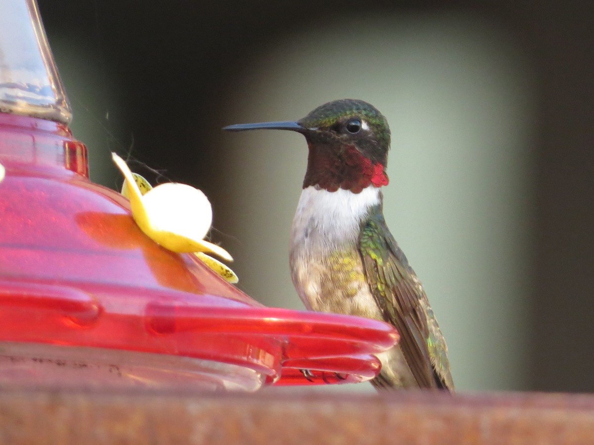 Ruby-throated Hummingbird - Chris Anderson