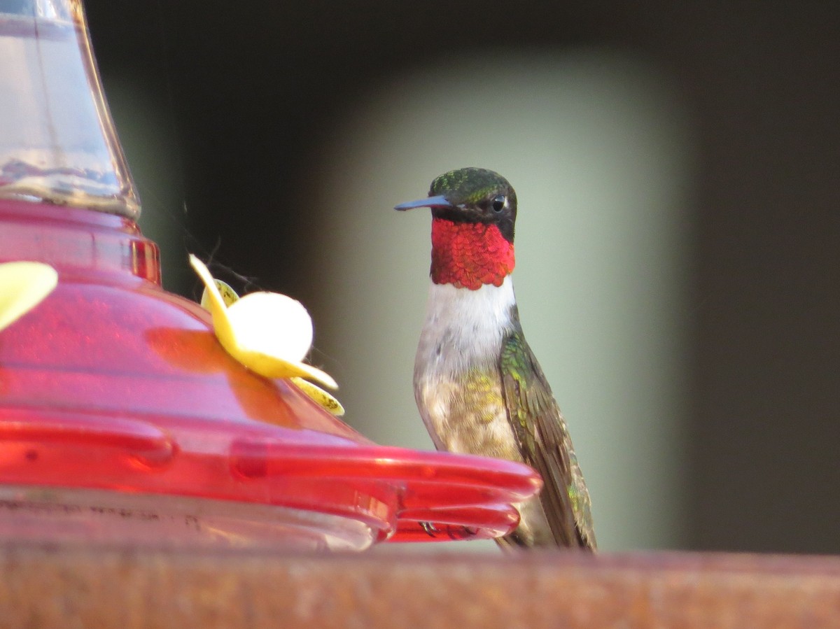 Colibri à gorge rubis - ML166372661