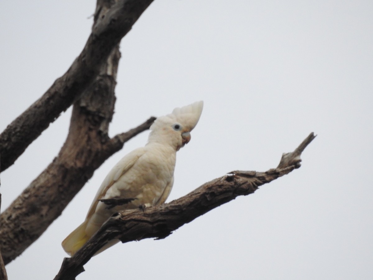 Ducorps's Cockatoo - ML166372951