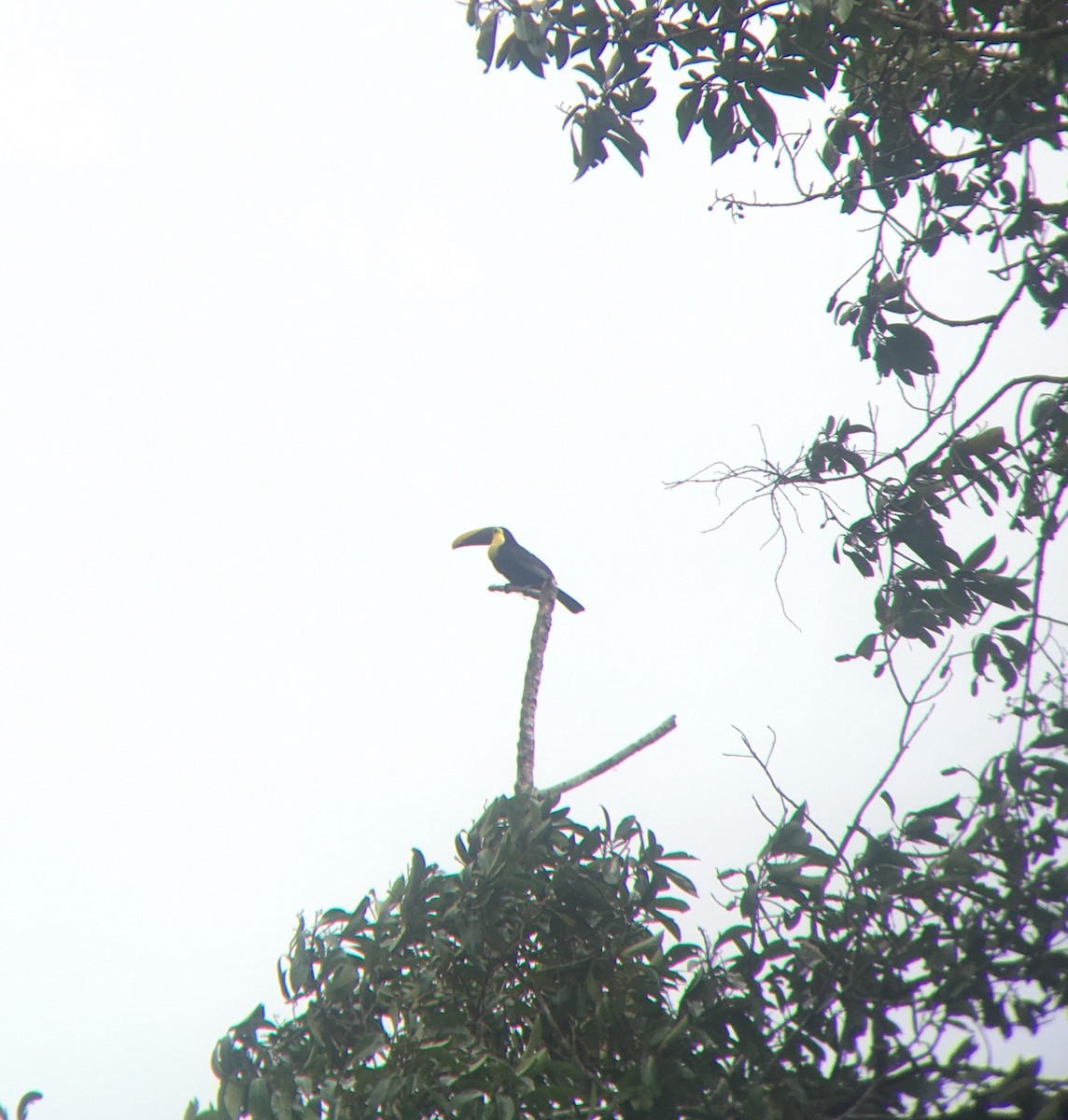 Yellow-throated Toucan - ML166373051