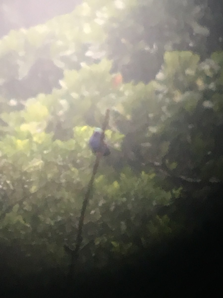 Red-legged Honeycreeper - ML166373081