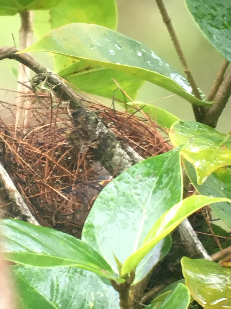 Variable Seedeater - ML166373101