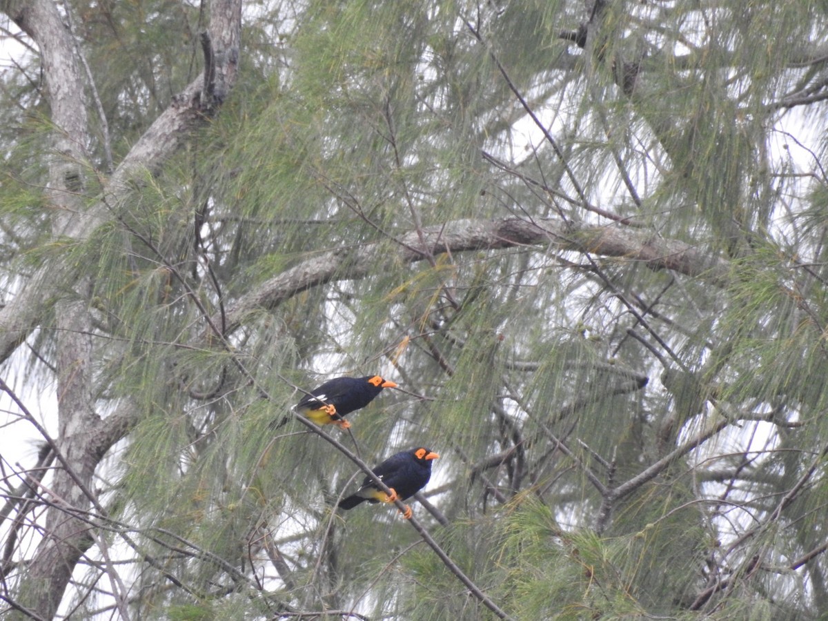 Long-tailed Myna - Devon DeRaad