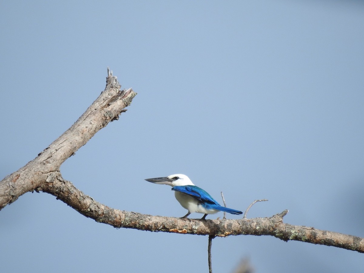 Beach Kingfisher - ML166375341