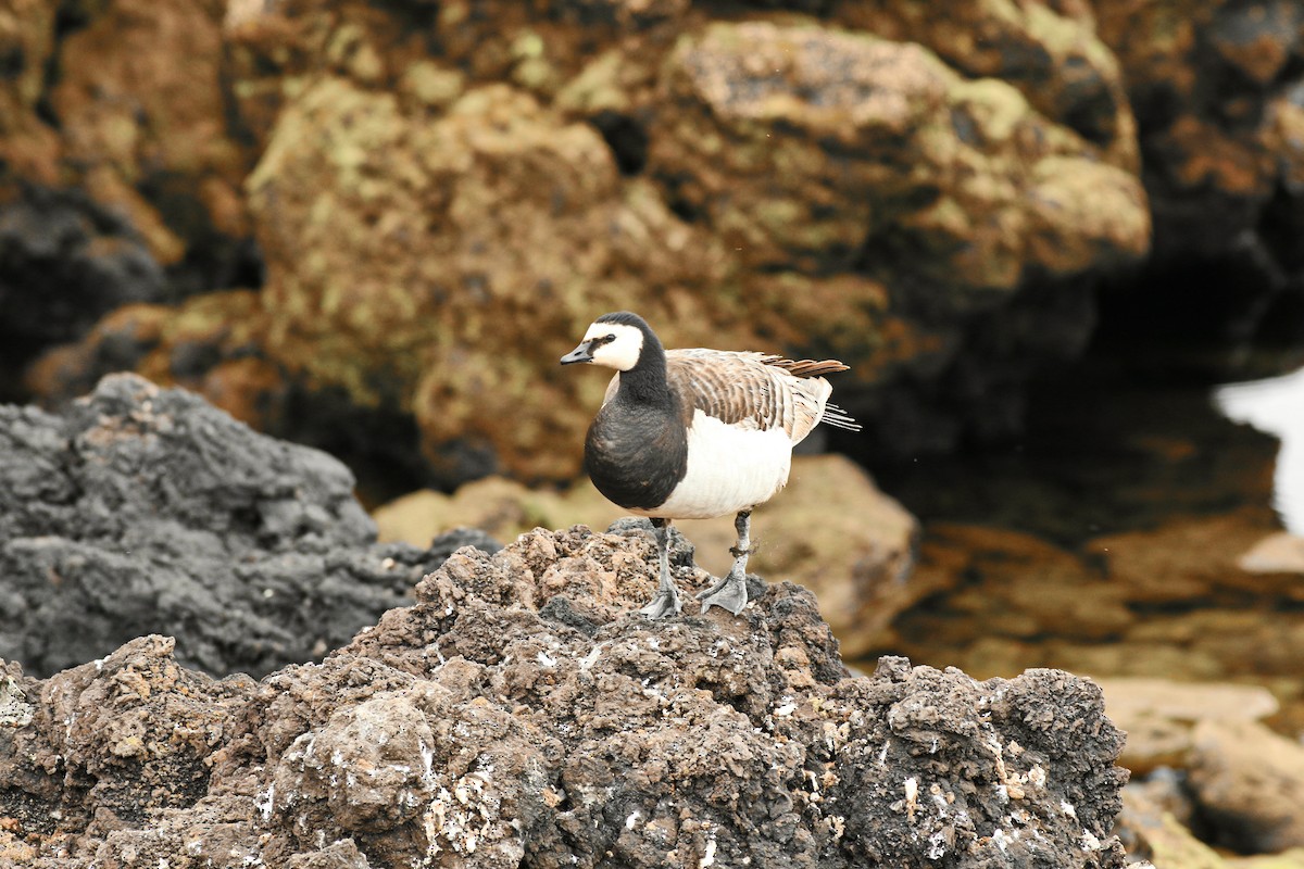 Barnacle Goose - ML166375851