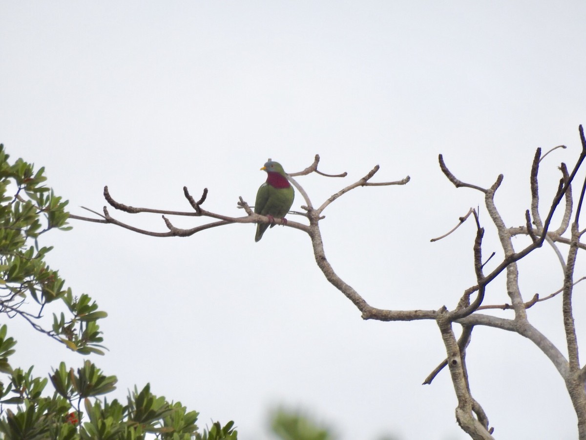 Claret-breasted Fruit-Dove - ML166376821