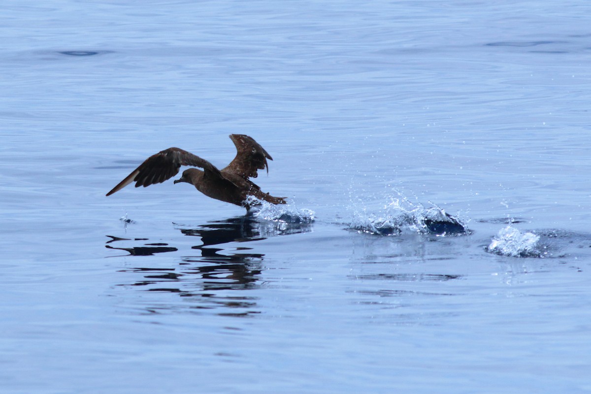 Sooty Shearwater - ML166377071
