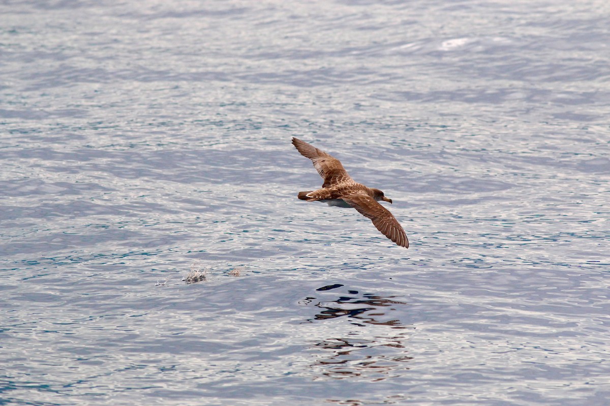 Cory's/Scopoli's Shearwater - ML166377341