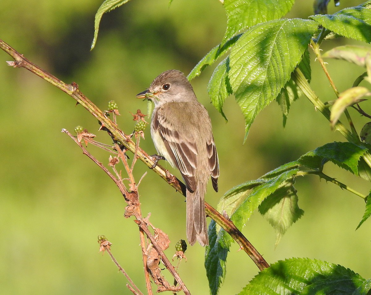 Willow Flycatcher - ML166378351