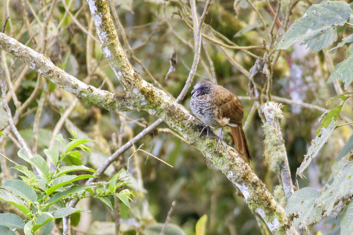 Speckled Chachalaca - ML166379221