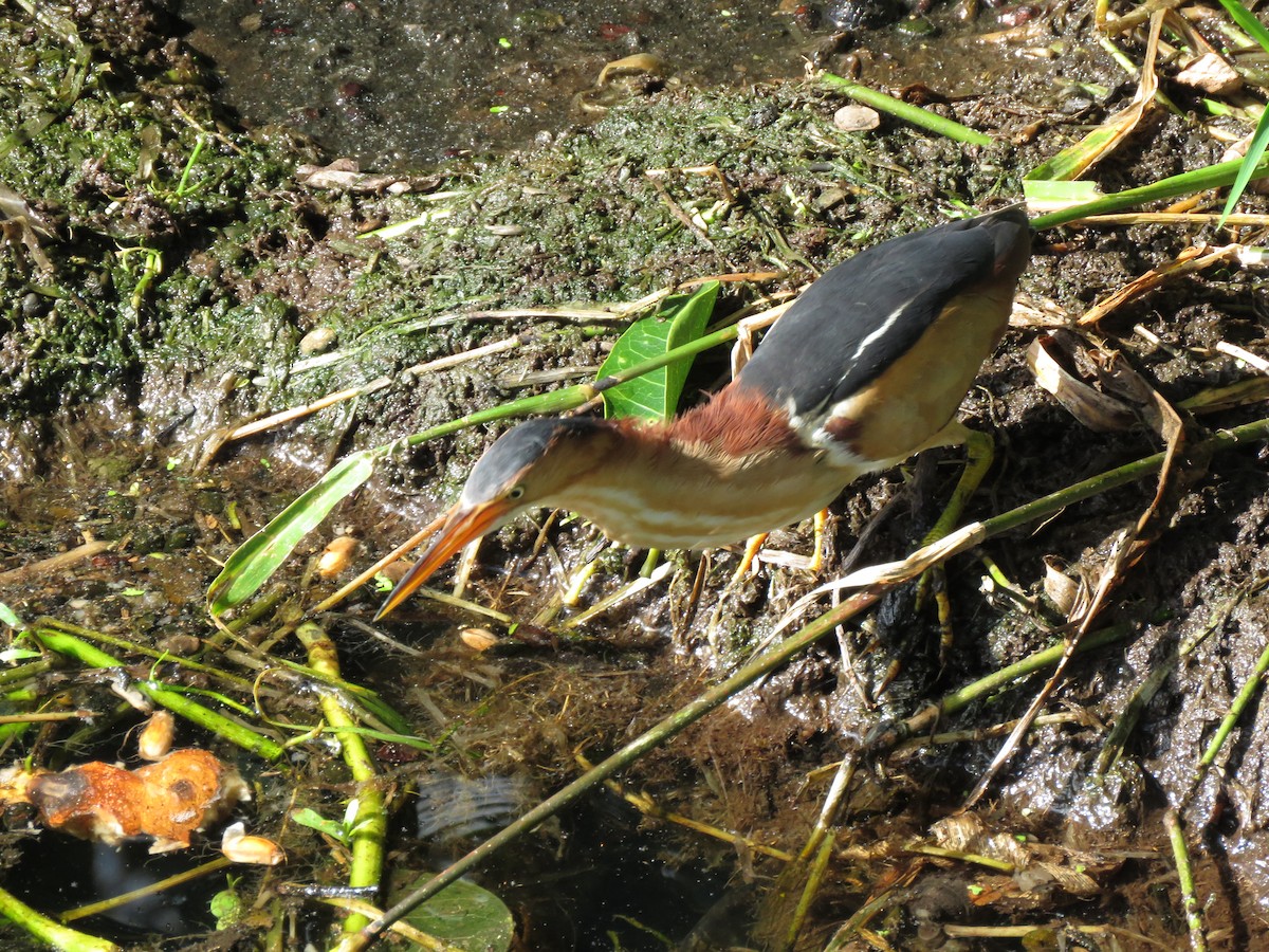 Least Bittern - Jessica Anne