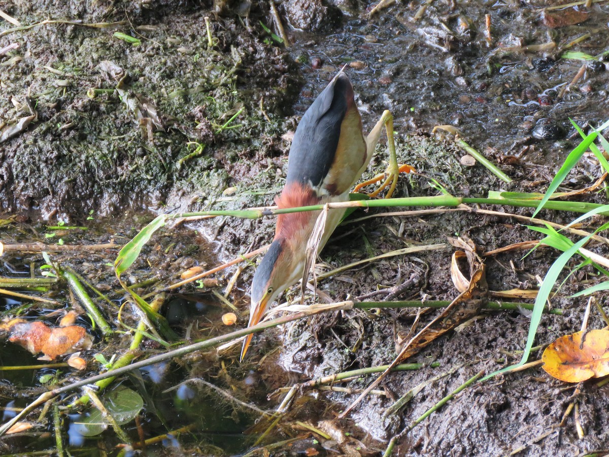 Least Bittern - ML166380501