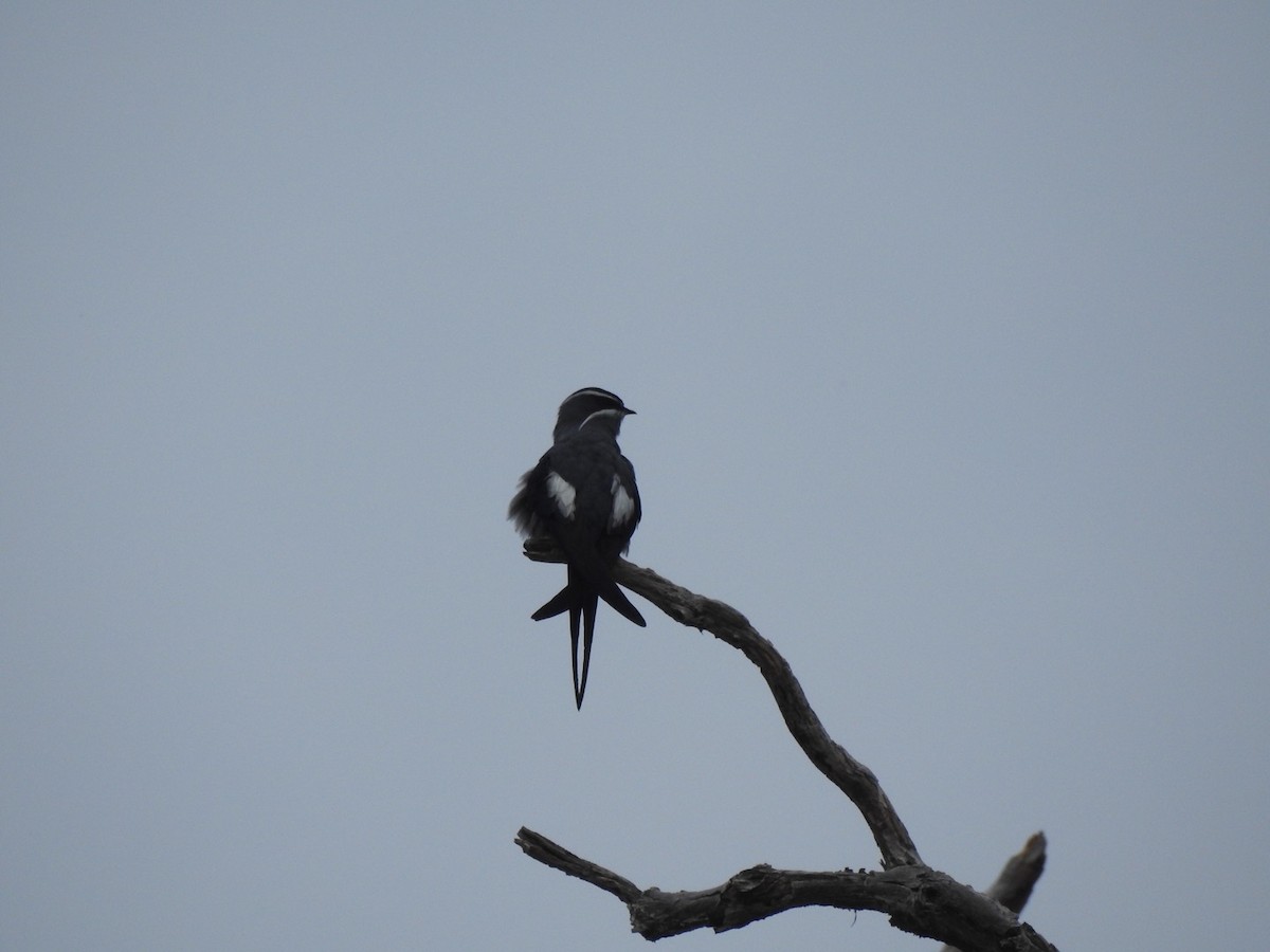 Moustached Treeswift - ML166380551