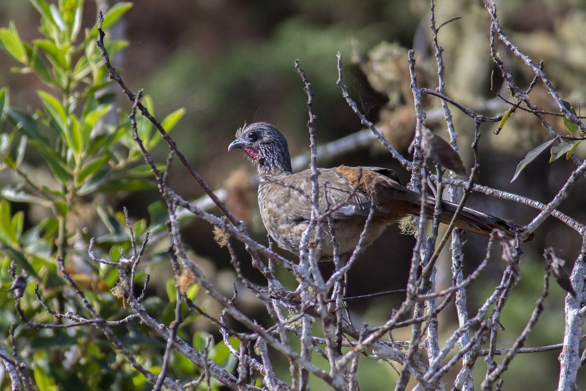 Speckled Chachalaca - Jeff 'JP' Peters