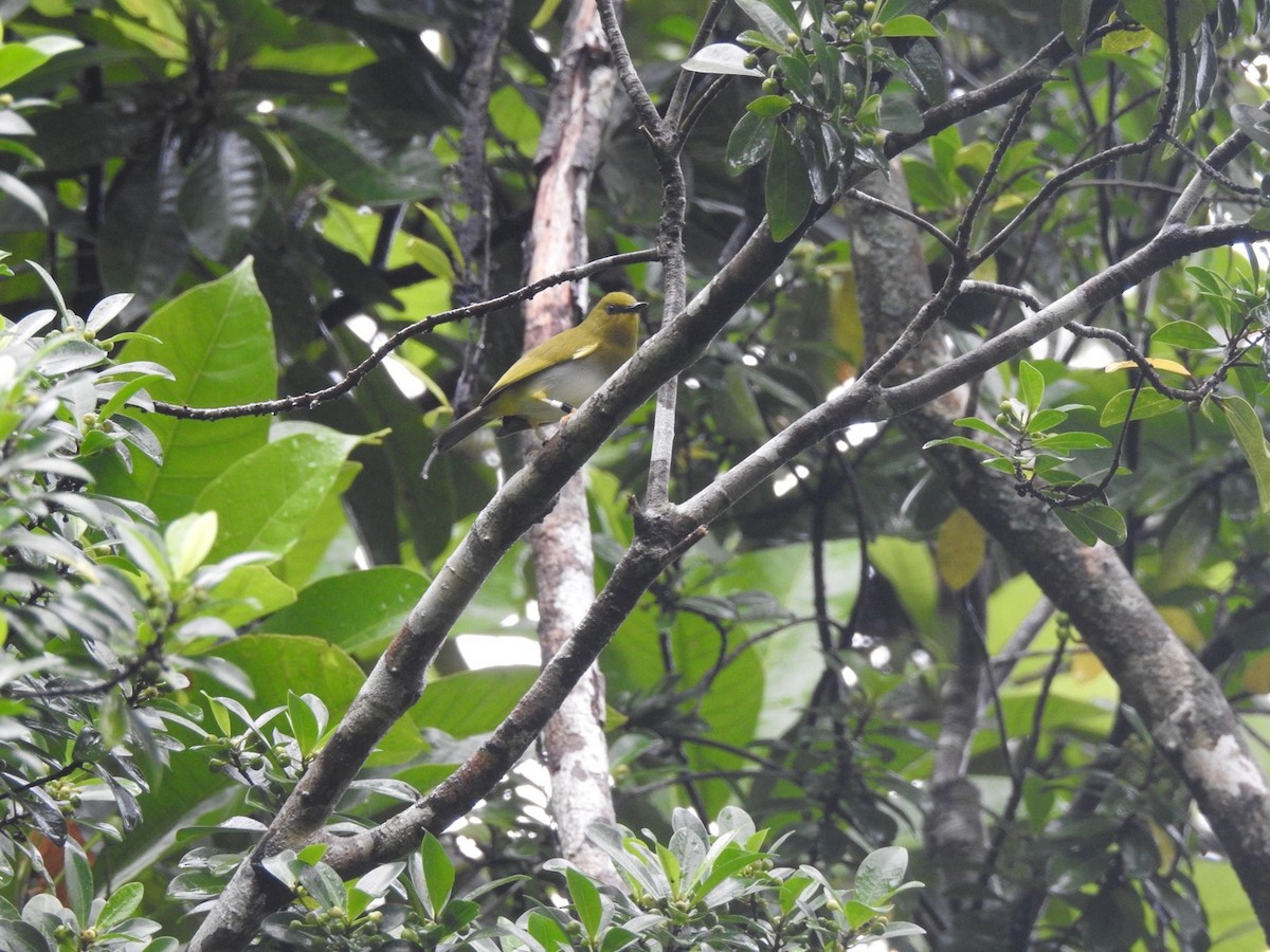 Dark-eyed White-eye - Devon DeRaad