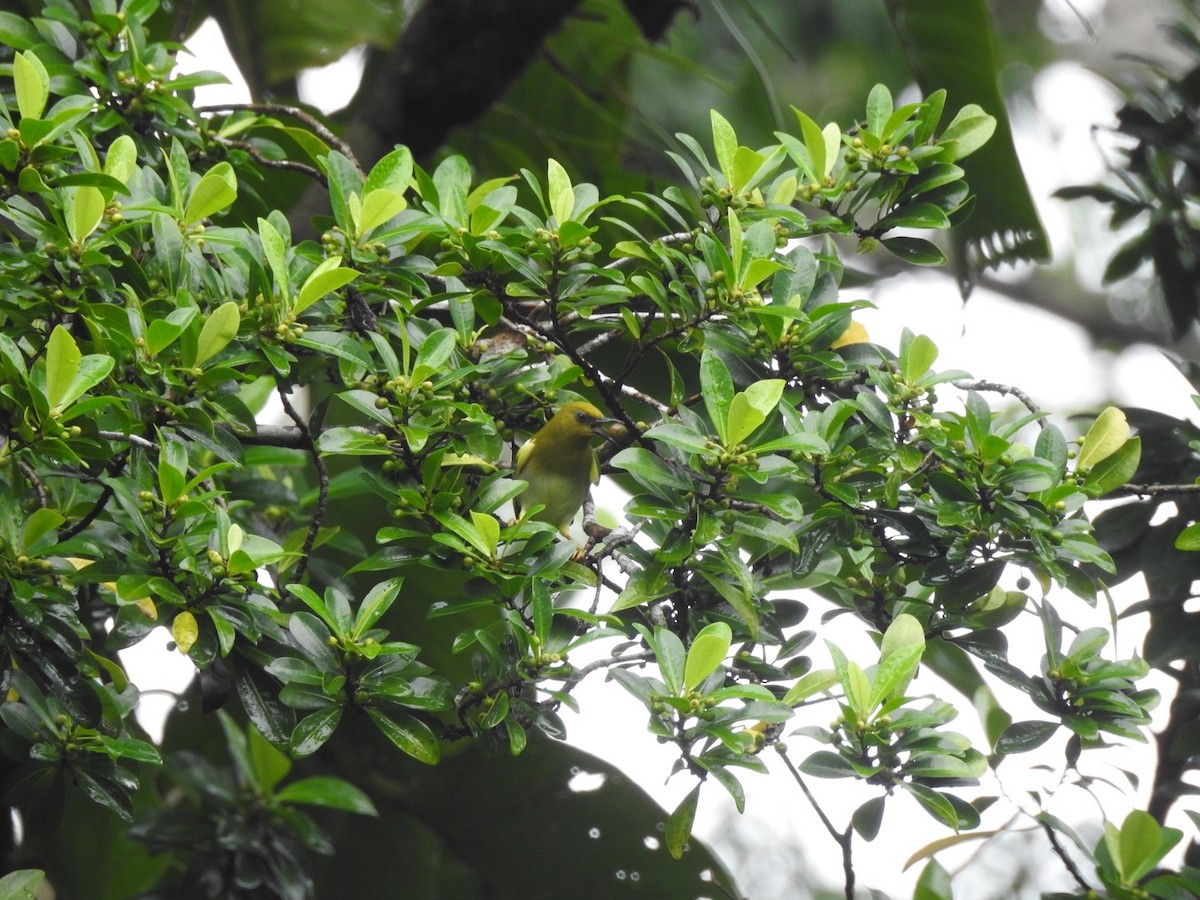 Dark-eyed White-eye - Devon DeRaad