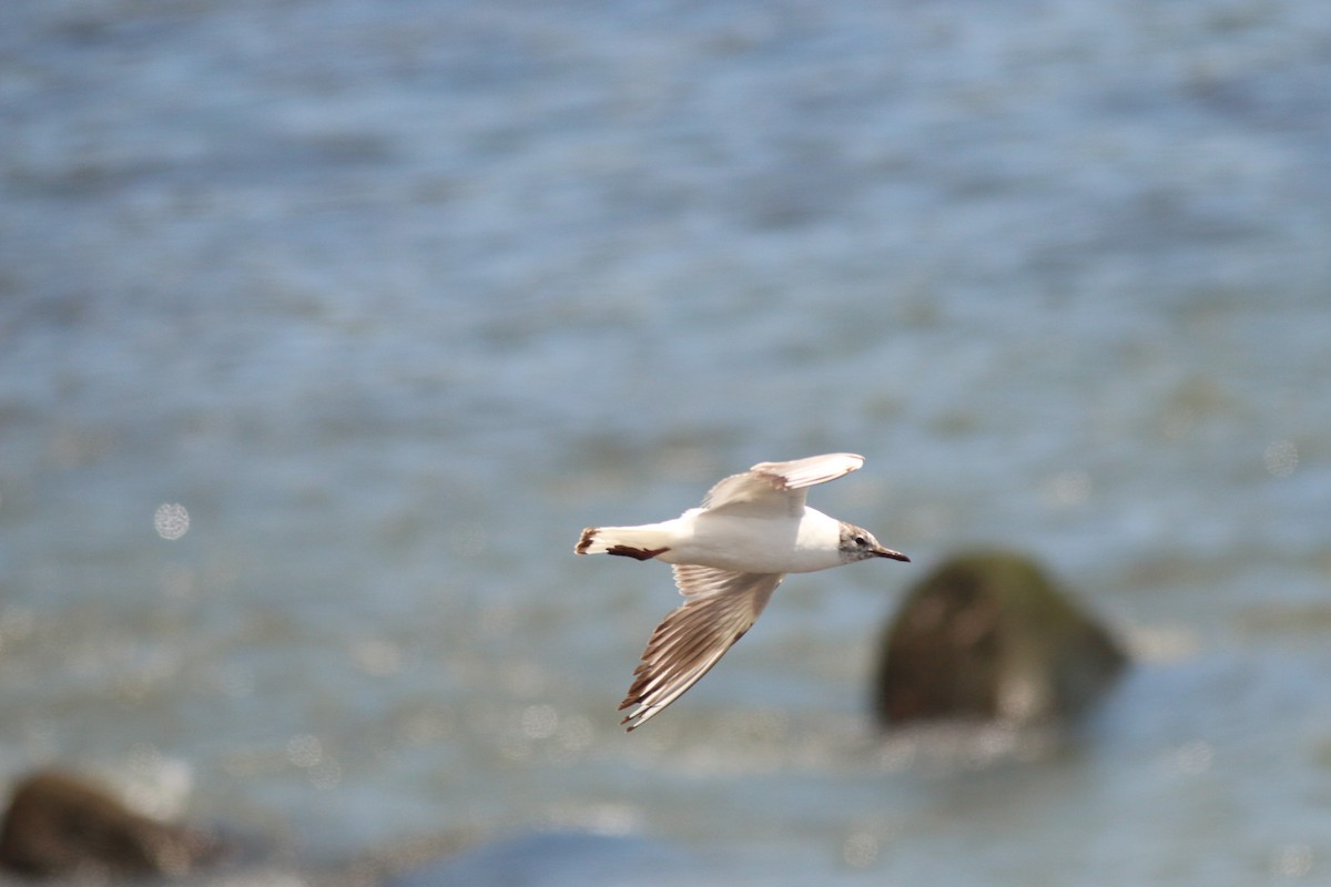 Black-headed Gull - ML166382031