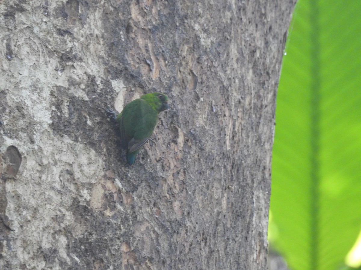 Finsch's Pygmy-Parrot - Devon DeRaad